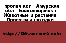 пропал кот - Амурская обл., Благовещенск г. Животные и растения » Пропажи и находки   
